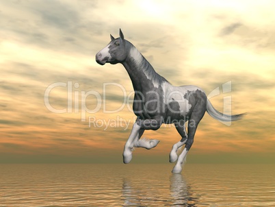 Gypsy vanner horse running - 3D render