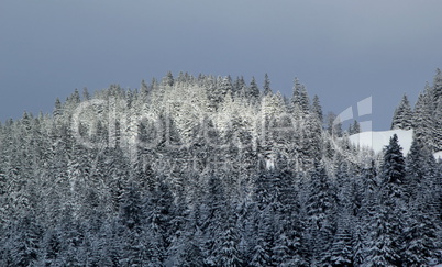 Fir tree in winter, Jura mountain, Switzerland