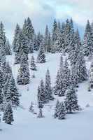 Fir tree in winter, Jura mountain, Switzerland