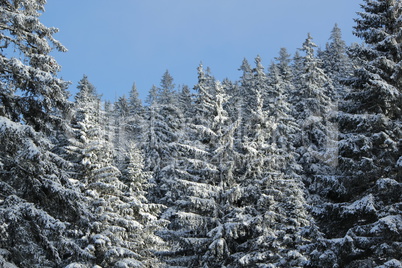 Fir trees in winter, Jura mountain, Switzerland
