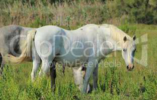 Camargue horses in a meadow, France