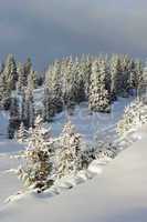 Fir trees in winter, Jura mountain, Switzerland
