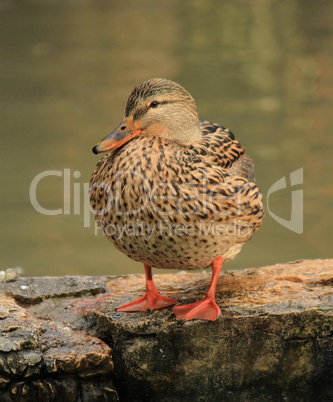 Mallard duck standing on a rock