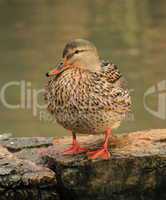 Mallard duck standing on a rock