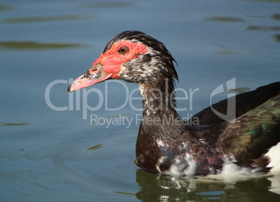 Muscovy duck portrait