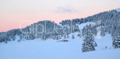 Sunset over fir trees by winter, Jura mountain, Switzerland