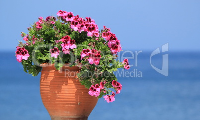 Geranium flowers in front of the sea