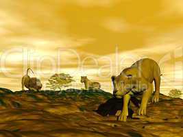 Group of lions in the savannah - 3D render
