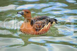 Widgeon female duck on water