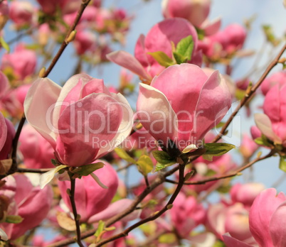 Magnolia flowers