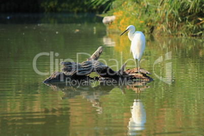 Egret bird on a trunk