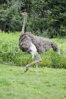 Ostrich walking