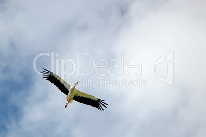 Stork flying