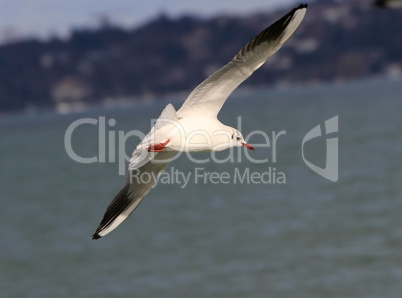 Seagull flying near coastline