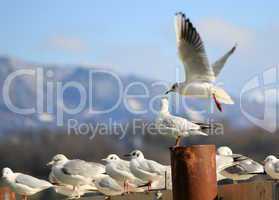 Seagulls at the shorelake