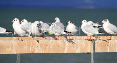 Seagulls at the shorelake