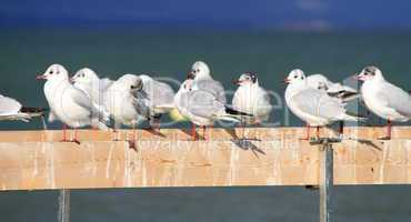 Seagulls at the shorelake