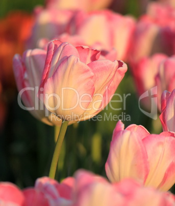 Pink tulips