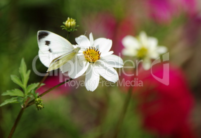 Small white (Pieris rapae) butterfly