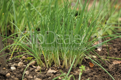 Chives in the garden Chives in the garden