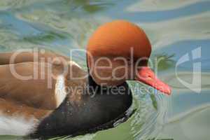 Pochard duck portrait