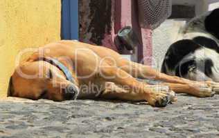 Golden retriever dog sleeping in the street