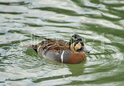 Baikal teal (anas formosa), also called the bimaculate duck or s