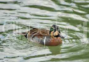 Baikal teal (anas formosa), also called the bimaculate duck or s