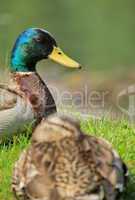 Duck mallard couple