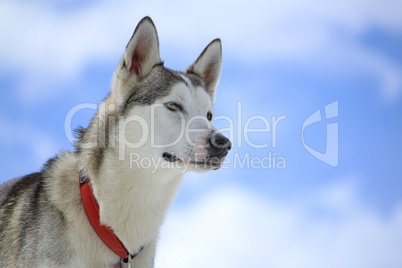 Siberian husky dog portrait