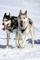 A husky sled dog team at work