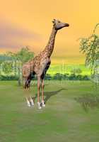 Giraffe in the savannah - 3D render