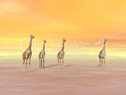 Giraffes in the desert - 3D render