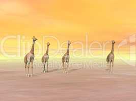 Giraffes in the desert - 3D render