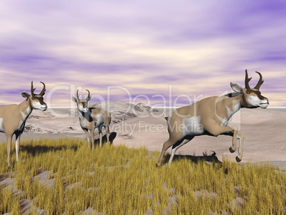 Pronghorn antelopes in the wild - 3D render