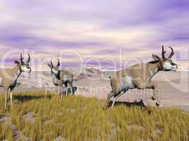 Pronghorn antelopes in the wild - 3D render