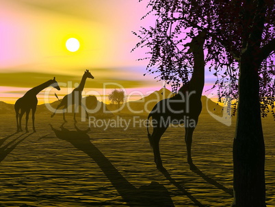 Giraffes by sunset - 3D render