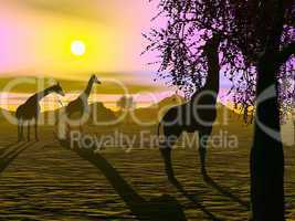 Giraffes by sunset - 3D render