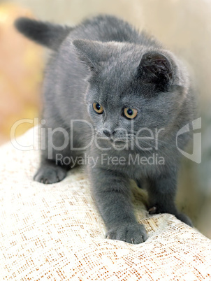 British breed kitten smoky-gray color