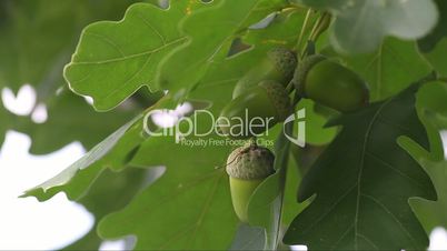 green unripe acorns