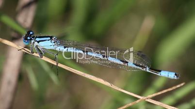 blue dragonfly close-up