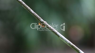 worker ants walk along a branch