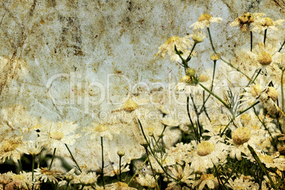 grunge image of daisies on a background of the sky