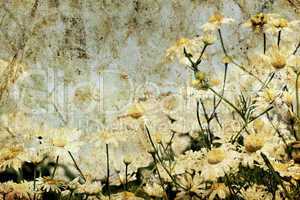 grunge image of daisies on a background of the sky