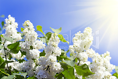 branches of white lilac blossoms in the sunshine