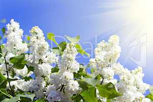 branches of white lilac blossoms in the sunshine