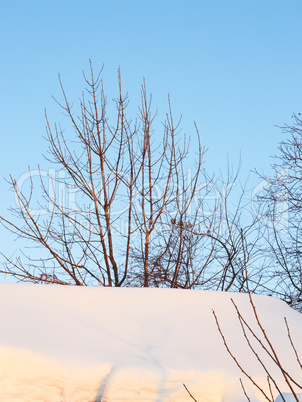 Tree branches in winter