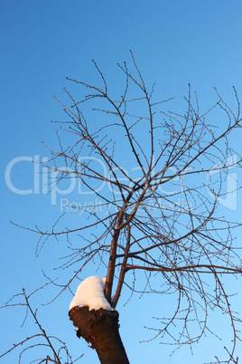 Young cherry tree branches in winter