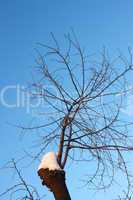 Young cherry tree branches in winter