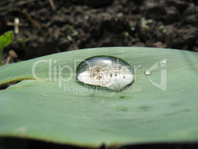 Drop of water on a leaf